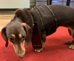 Dog wraps in shearling to Dachshund